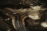 Polished Petrified Wood Limb Section - Eagle's Nest, Oregon #158902-2